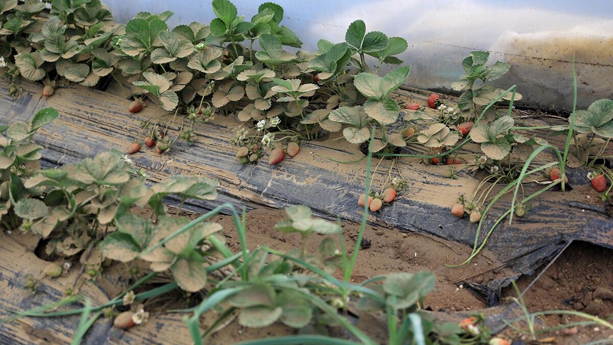 Sel gelince çilekler çamura bulandı