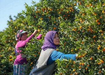 Turunçgillerin atası kamkat hasadı başladı