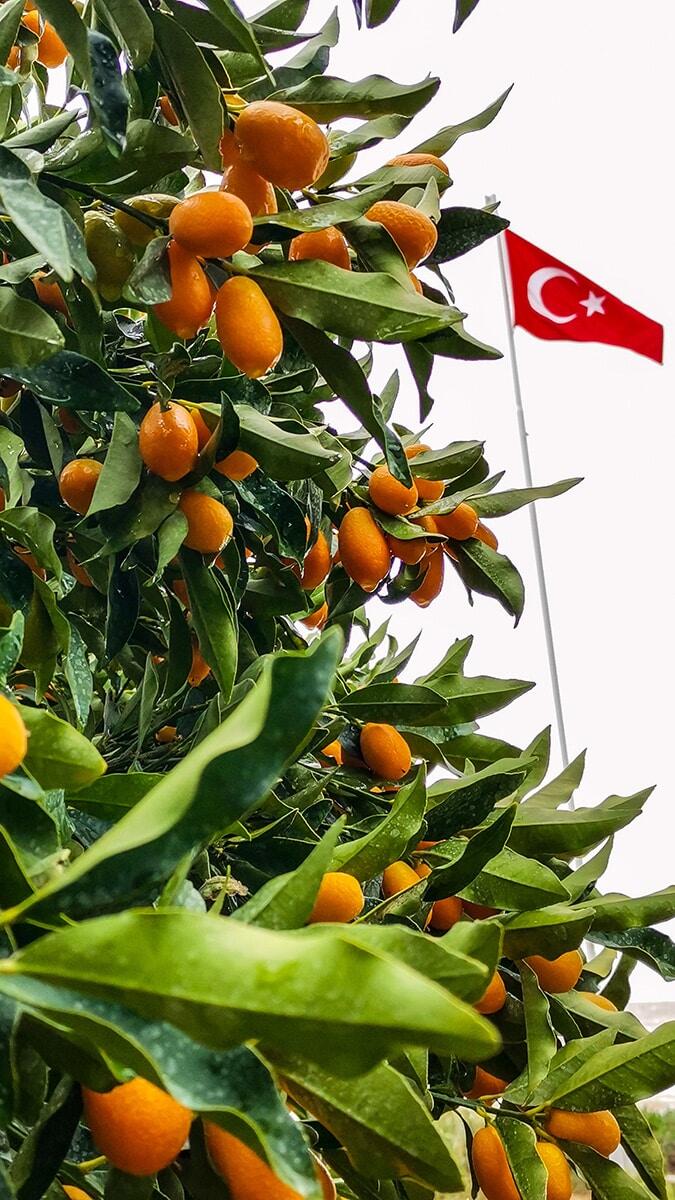 Antalya'da 'altın portakal' olarak da adlandırılan turunçgillerin atası kamkat hasadı başladı.