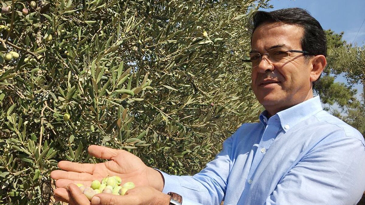 Antalya'nın binlerce yıllık kadim zenginliği; zeytin