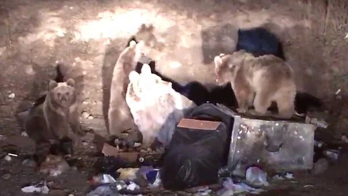 Ayıları yerleşim alanlarına alıştırmayın