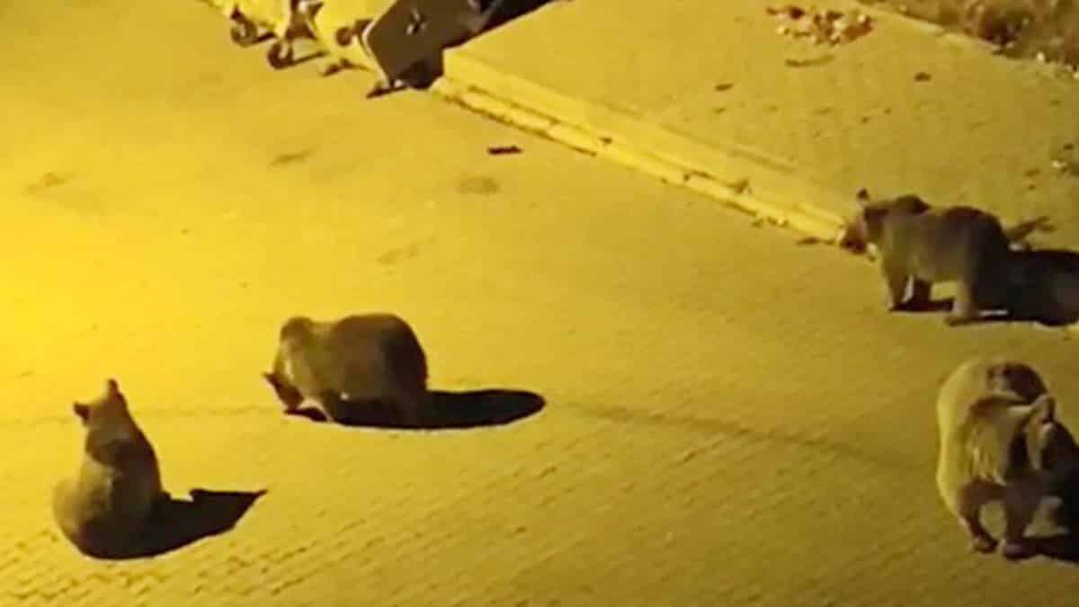 Çöp kutularına bilinçli ya da bilinçsizce atılan yiyecekler ayıları buralara çeker. Ayıları yerleşim alanlarına alıştırmayın. Götürüp dağa yiyecek bırakmalısınız ki o ayı orada yemlensin.