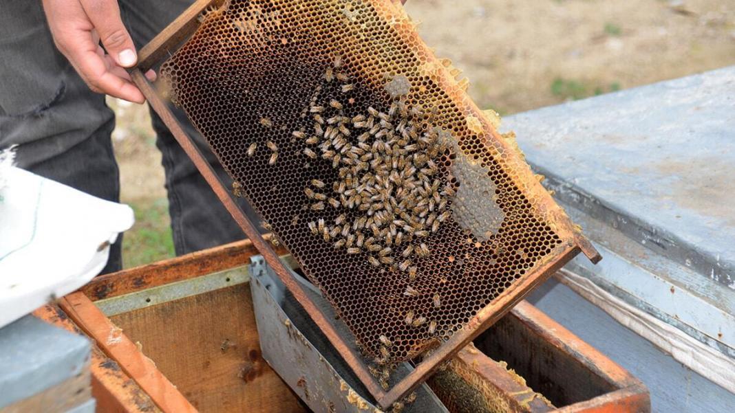 Bahar aylarında arı ölümleri artacak