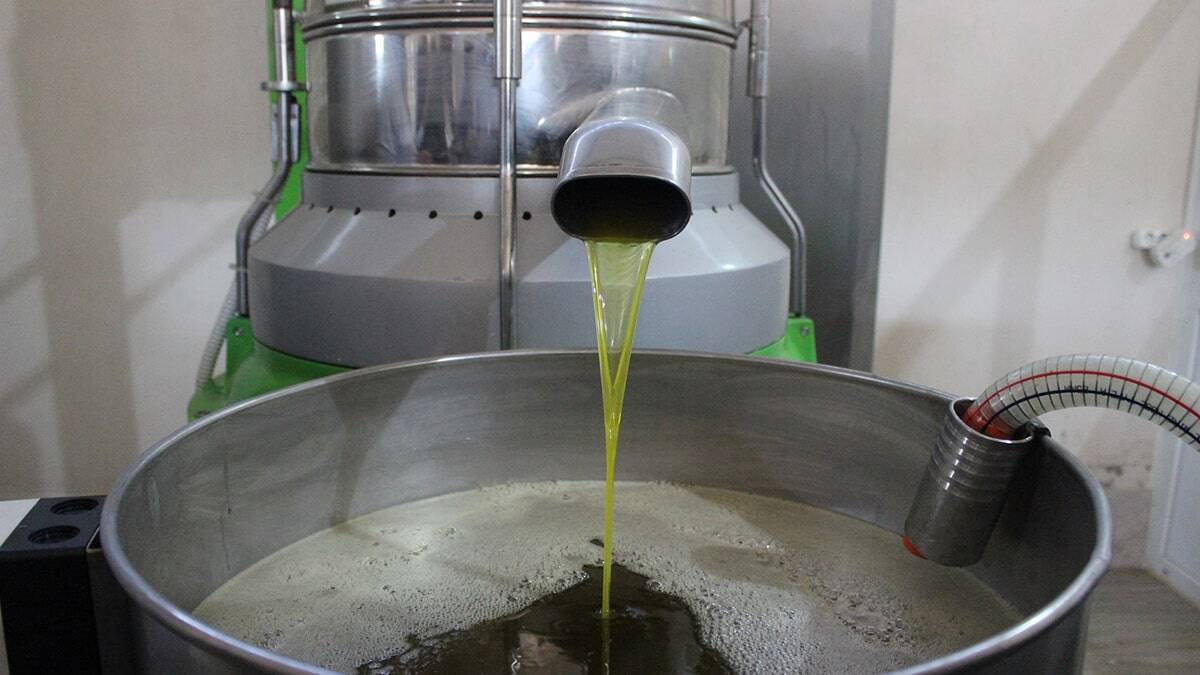 Milas zeytinyağı koruma altına alındı