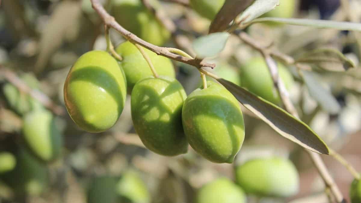 Milas zeytinyağı koruma altına alındı