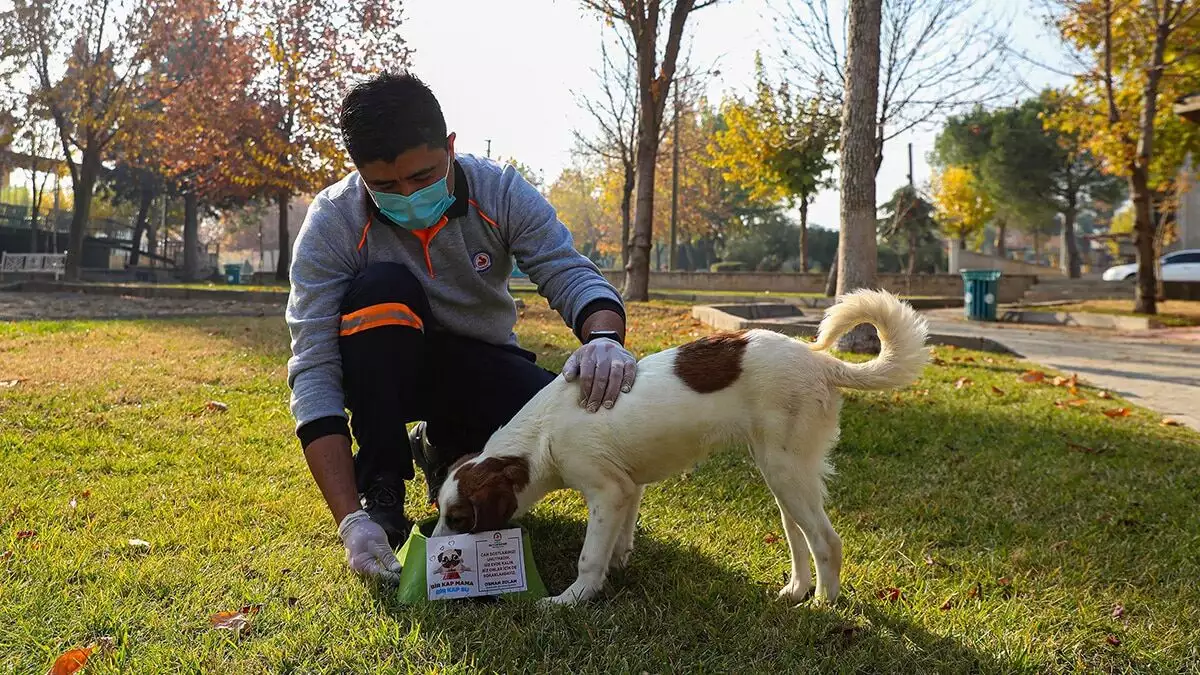 Sokak hayvanları için besleme çalışması