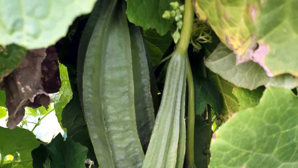 Tarlasında 'tropikal bamya' yetiştirdi