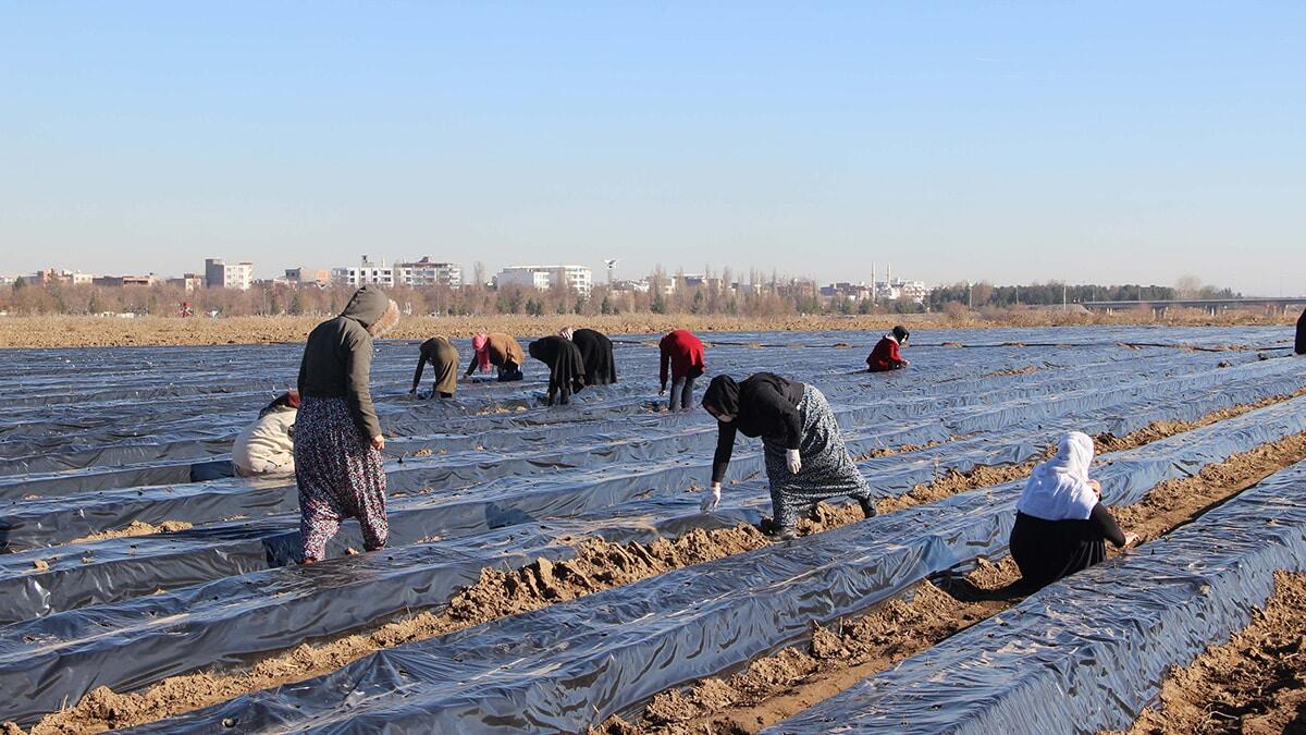 Çileklerden elde edilen gelir kadınlara verilecek