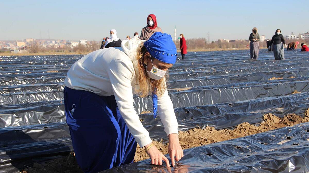 Çileklerden elde edilen gelir kadınlara verilecek