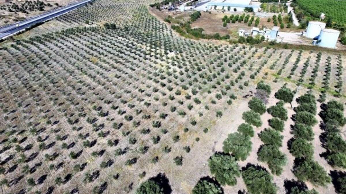 Doğada bozulan alanlara 10 milyon ağaç dikildi