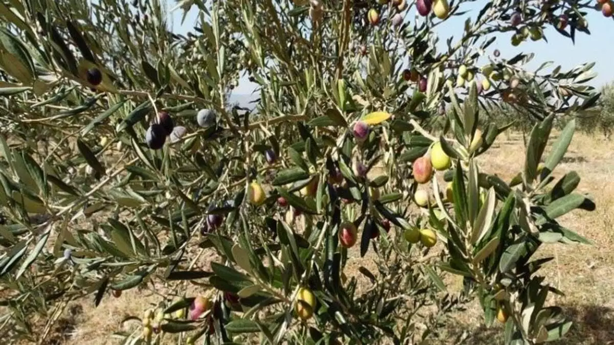 Manisa soma'daki ege linyitleri i̇şletmesi müdürlüğü'nce (eli̇) dikilen 2 milyon 431 bin 329 ağaç arasında bulunan 7 bin 700 adet zeytin ağacından ise yaklaşık 6 bin 500 litre zeytinyağı elde edildi.