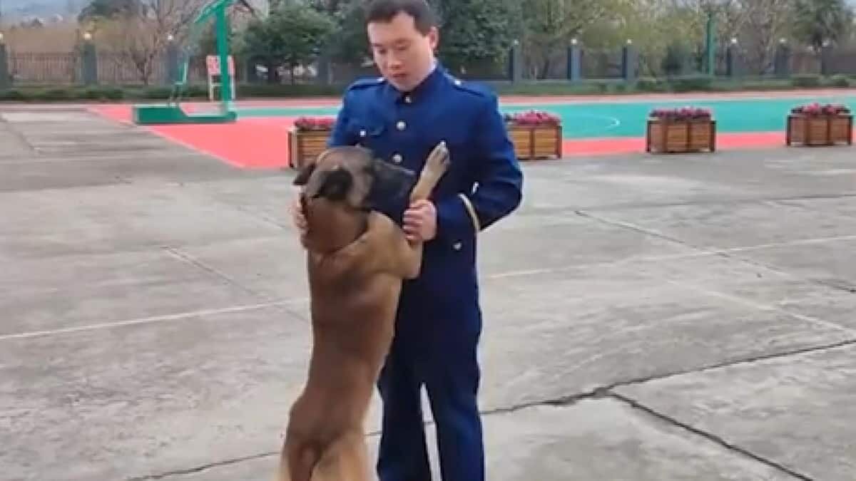 Arama köpeği eğitimcisinin aracının peşini bırakmadı