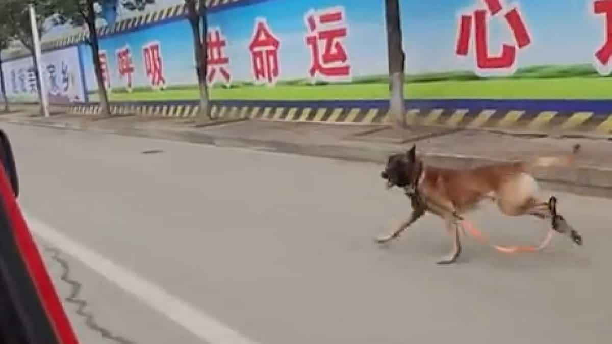 Arama köpeği eğitimcisinin aracının peşini bırakmadı