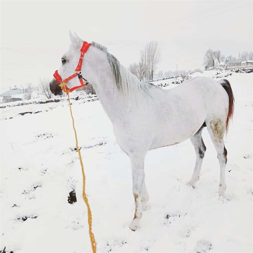 Ayaz günde 3 defa karda antrenman yapıyor