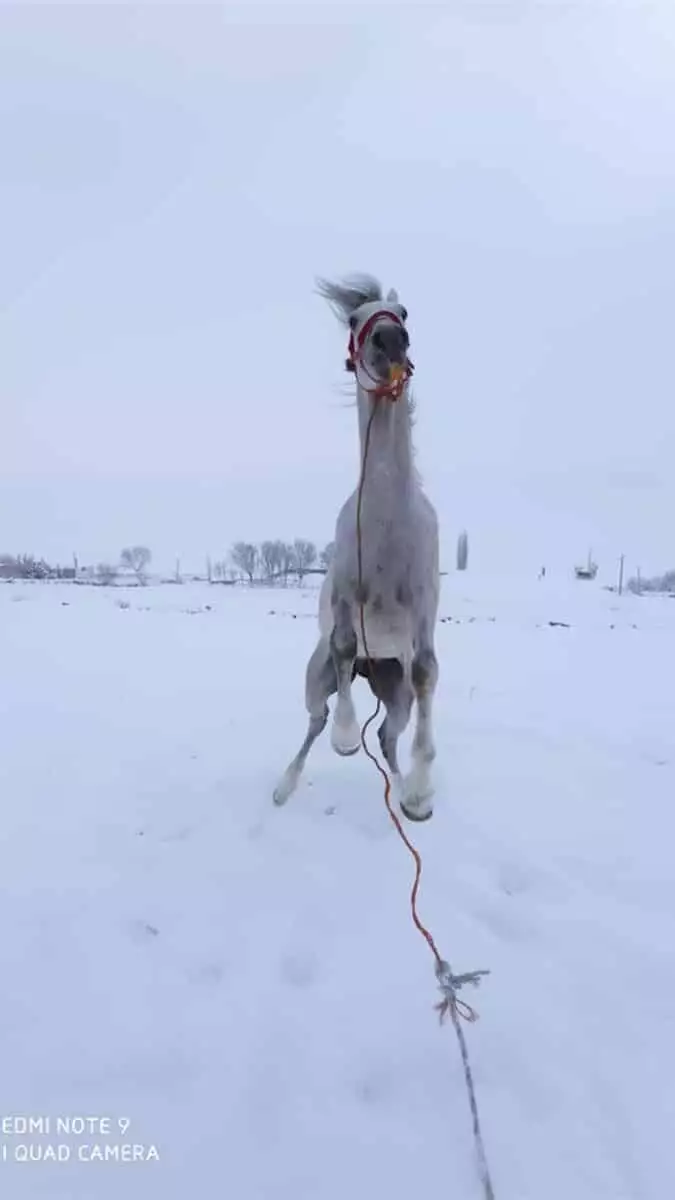 Kars’ın selim ilçesine bağlı başköy’de, bayram arslan’ın başköy atlı spor kulübü’ne yeni aldığı ayaz günde 3 defa karda antrenman yapıyor.