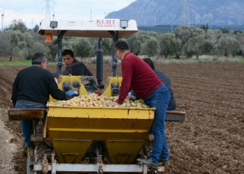 Turfanda patates ekimine başlandı