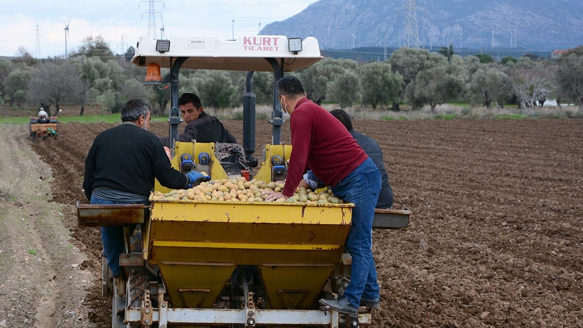 Turfanda patates ekimine başlandı