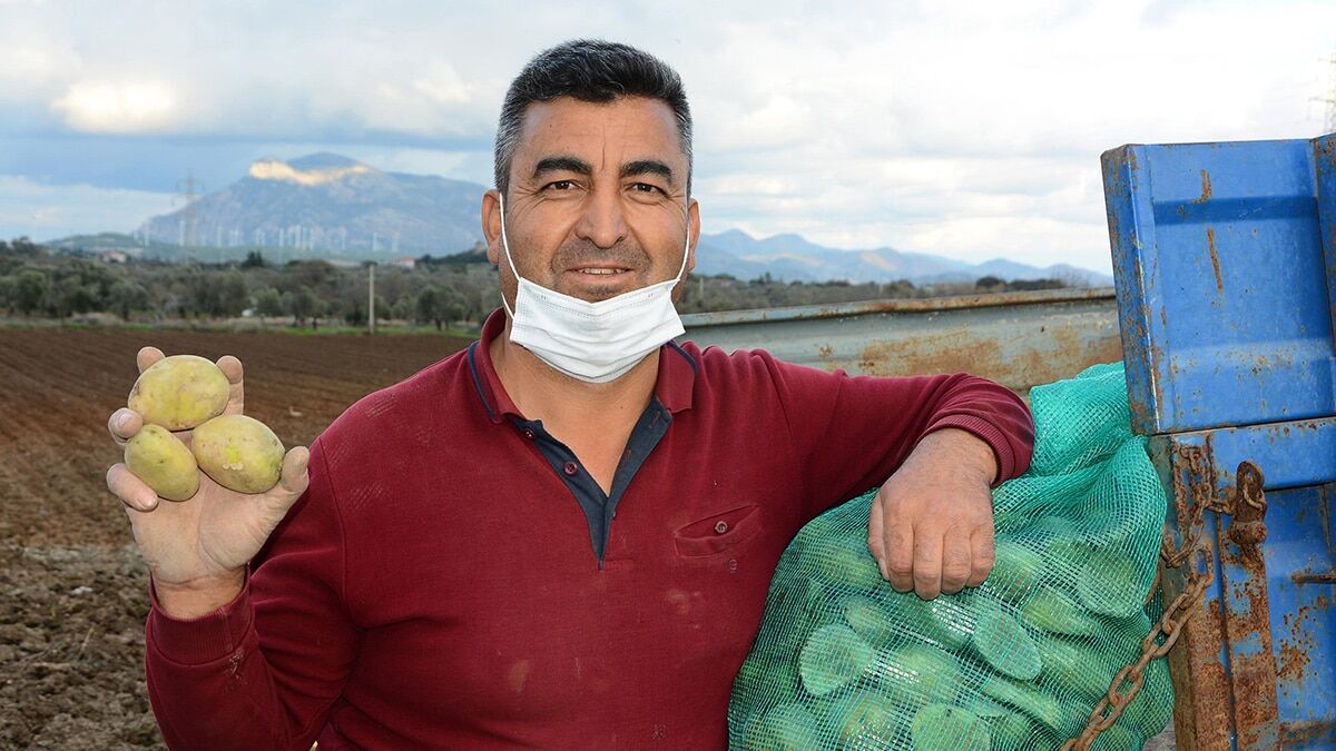Muğla'nın Datça ilçesinde, aralık ayının son günlerinde turfanda patates ekimine başlandı. 