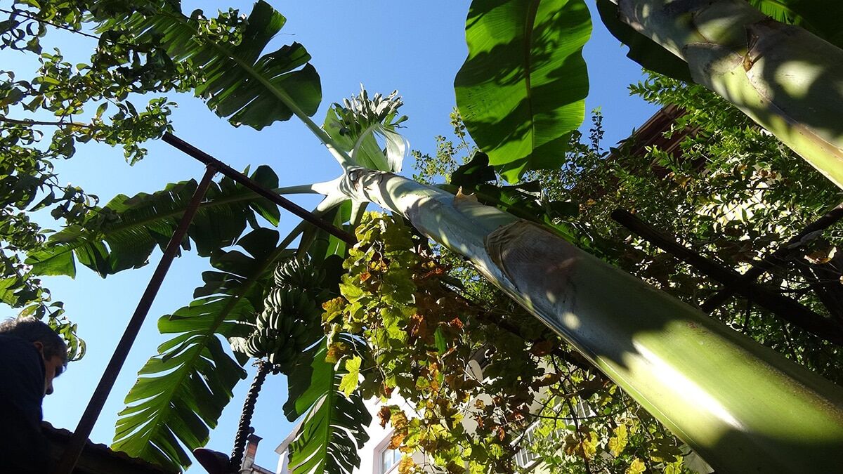 Aydın'ın İncirliova ilçesindeki evinin bahçesine, arkadaşının geçen yıl saksı içinde hediye ettiği muz fidanını diken Ramazan Savaşan (51), ilk mahsulünü aldı.