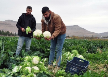 Karnabahar üreticisi verimden memnun