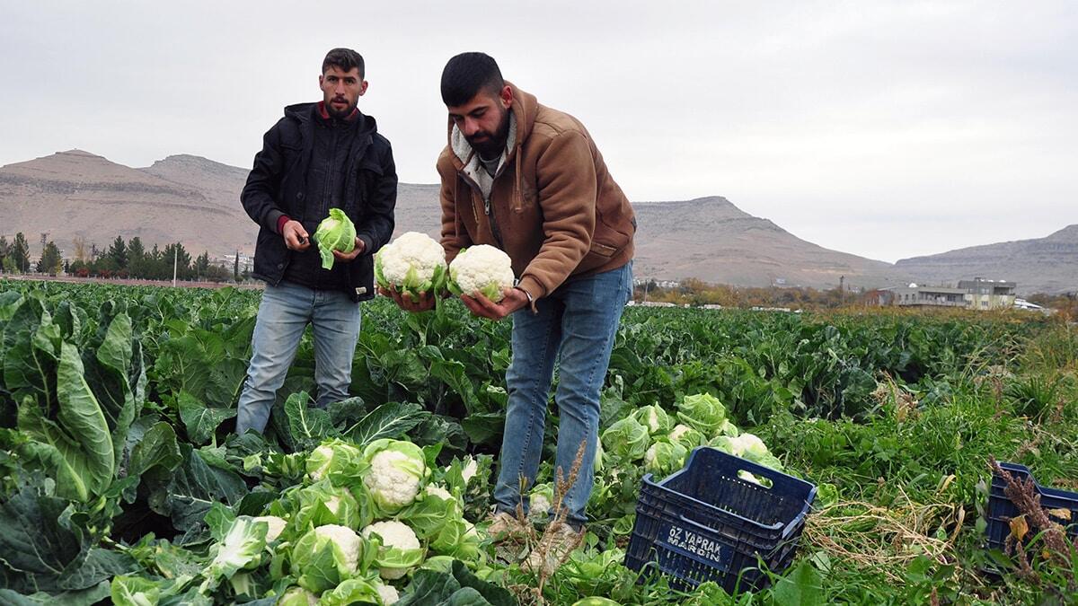 Karnabahar üreticisi verimden memnun