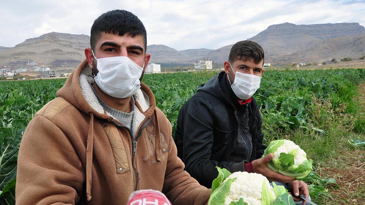 Karnabahar üreticisi verimden memnun