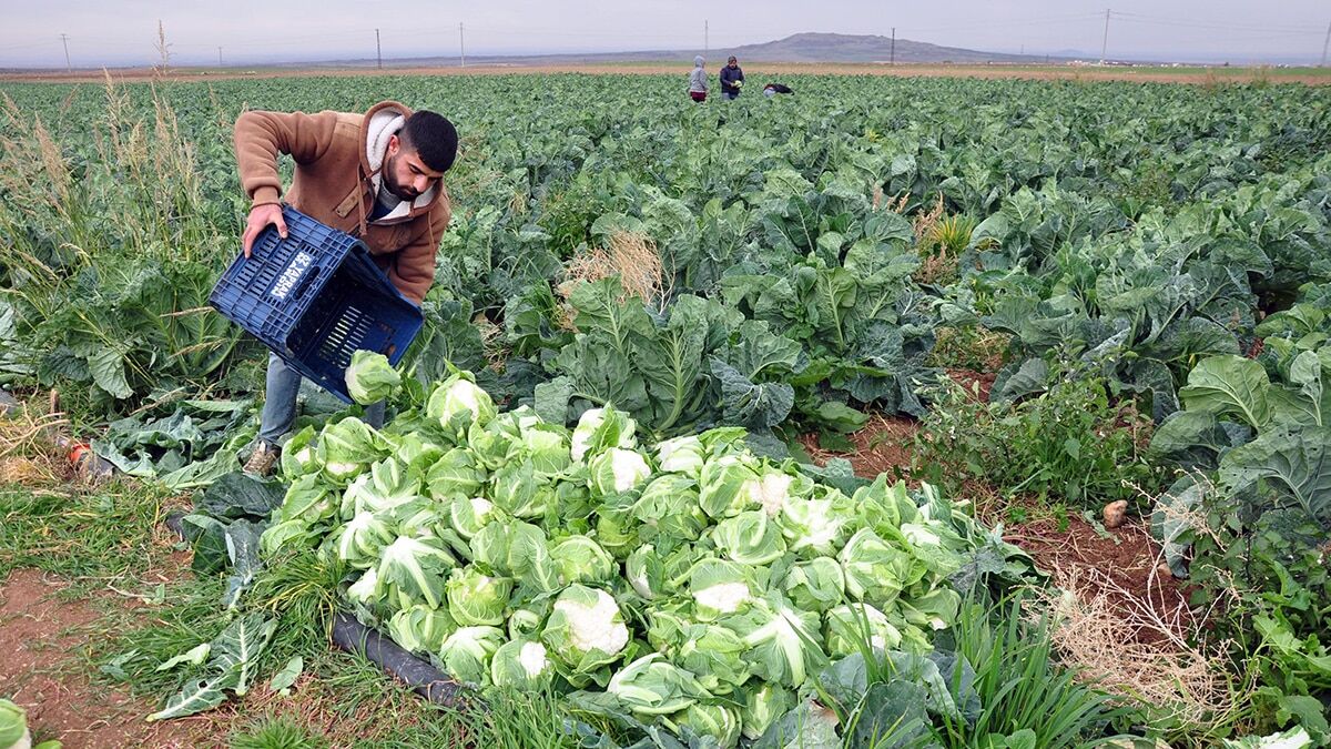 Karnabahar üreticisi Tepebağ Mahallesi sakinleri, geçen yıl 1,5- 2 TL arasında satılan karnabaharın bu yıl 4 ile 6 TL arasında satıldığını ve verimden de memnun olduklarını söyledi.