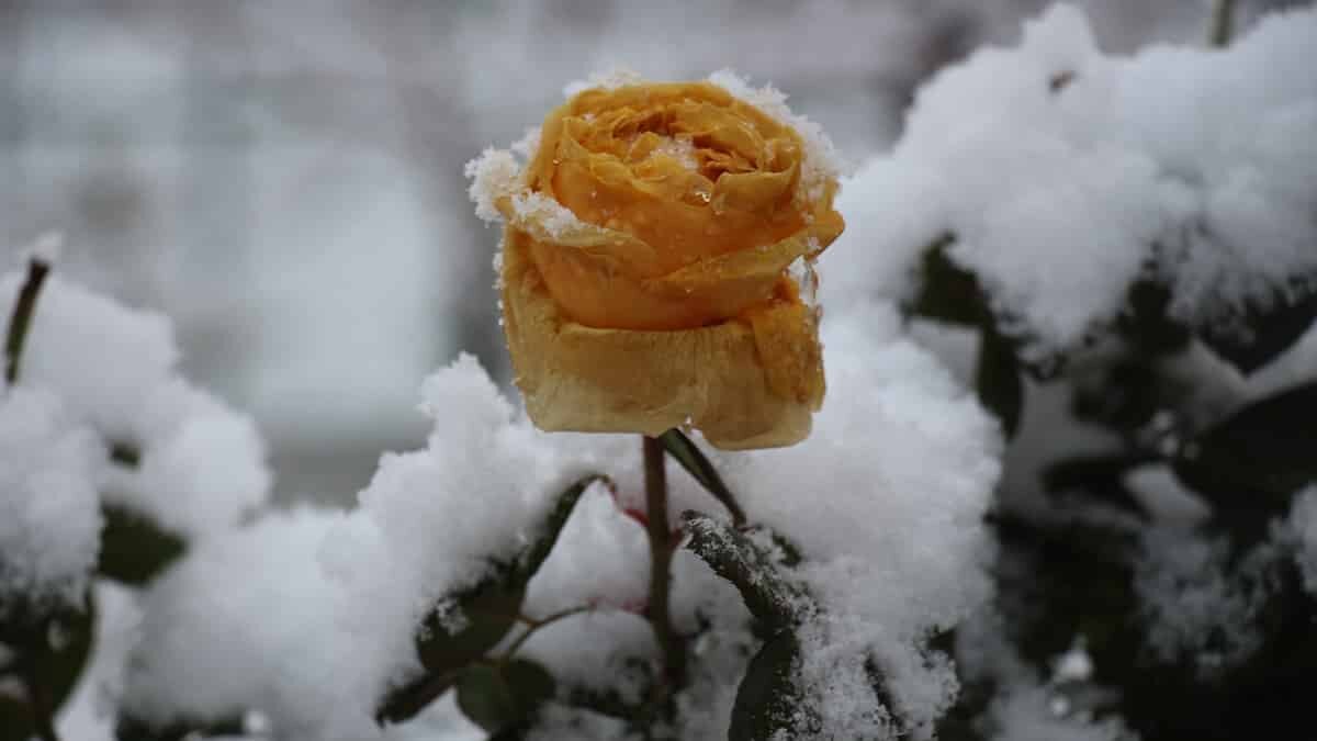 Doğu Anadolu'da kar yağışı sebebiyle 661 yerleşim biriminin yolu ulaşıma kapandı. Erzurum'da kar kalınlığı 20 santimetreye ulaşırken, Doğu'nun Çukurovası olarak bilinen Iğdır'da ise 5 santimetre olarak ölçüldü.
