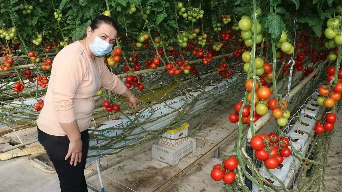 Seralarda mart ayında başlayan domates hasadı devam ediyor. Her hafta hasat yapılabilen 1 dekarlık seradan ortalama yıllık 45- 60 ton domates elde ediliyor.