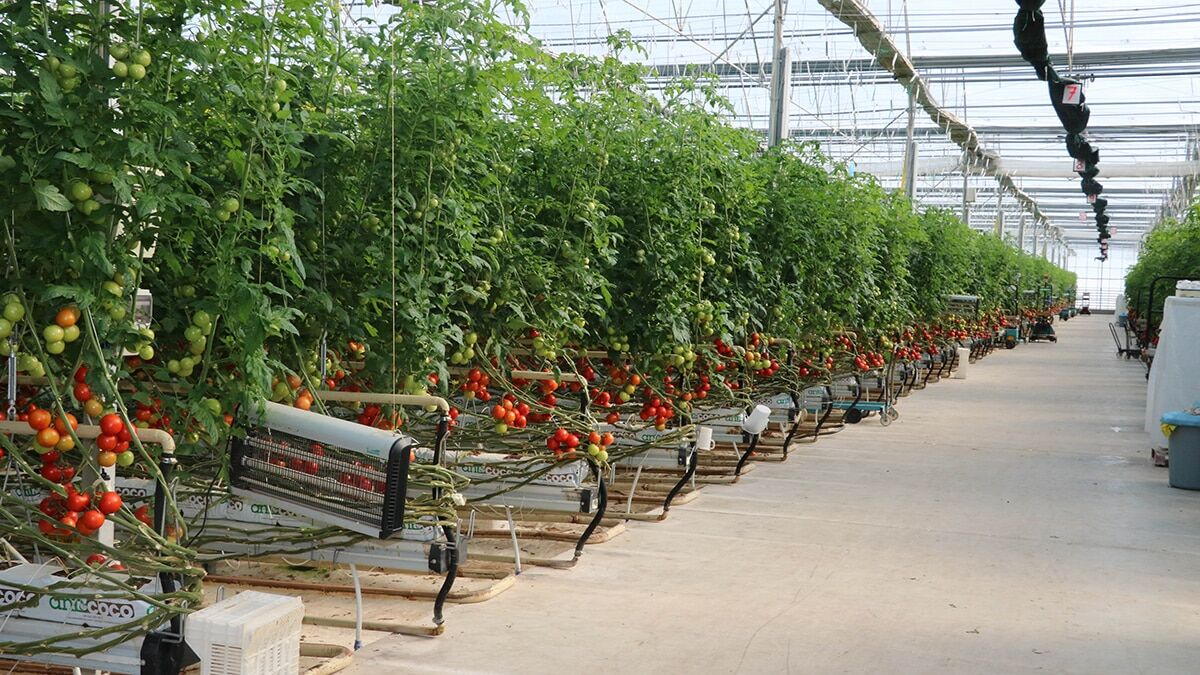 Afyonkarahisar'ın Sandıklı ilçesindeki jeotermal seralarda topraksız tarım uygulamalarıyla yetiştirilen domatesler yurt içinde büyük kentlere ve Rusya, Almanya ile Hollanda'nın yanı sıra Avrupa'daki pek çok ülkeye ihraç ediliyor.
