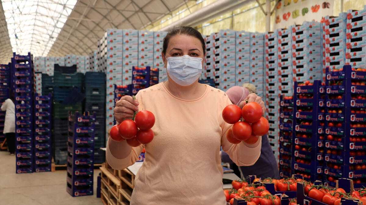 Jeotermal seralarda topraksız tarım