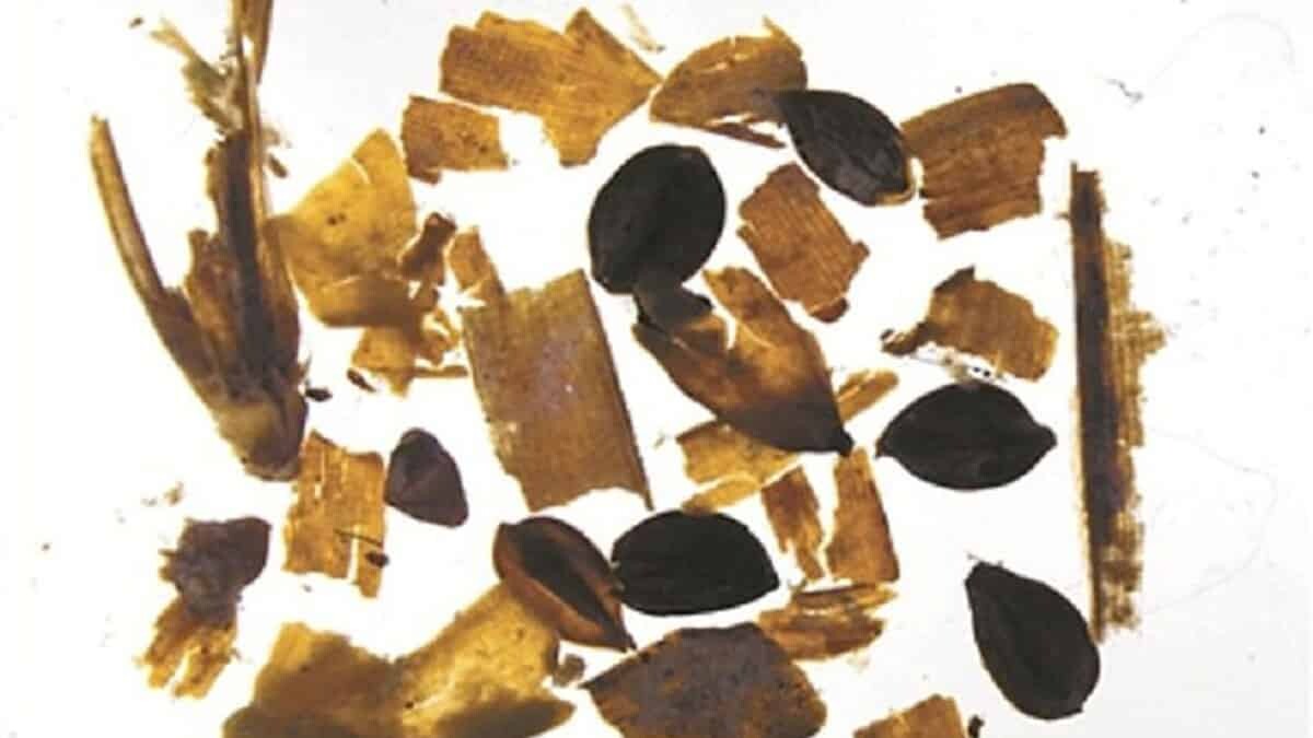 6 bin yıllık pirinç tarlaları keşfedildi