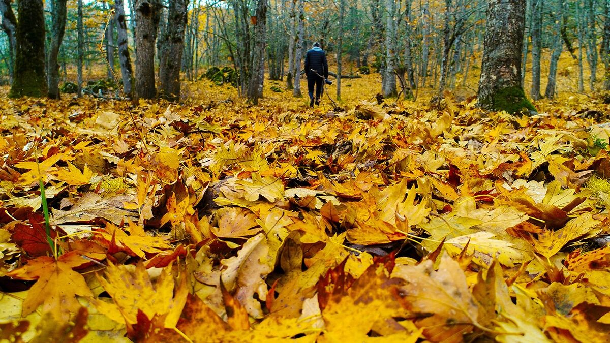 Kış mevsiminde sonbahar renkleri