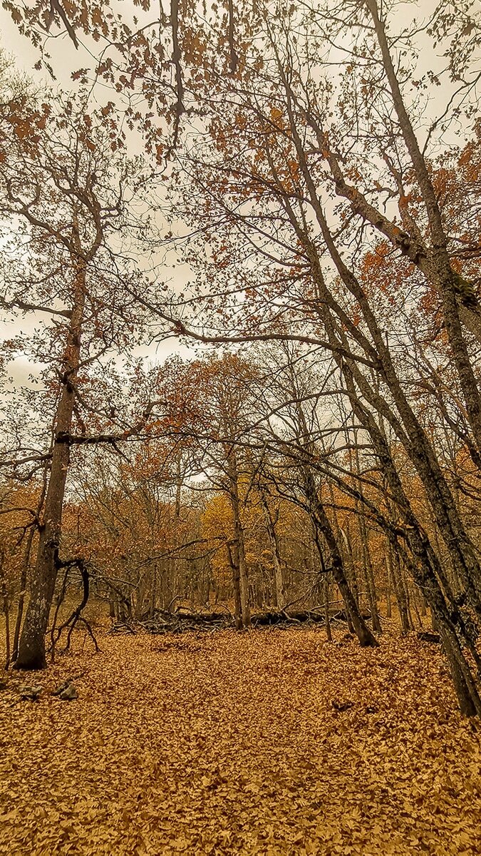 Kış mevsiminde sonbahar renkleri