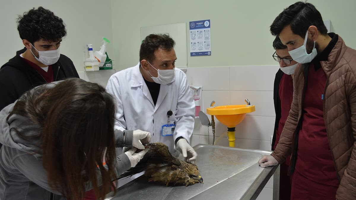 9 bin hayvanın tedavisi yapıldı