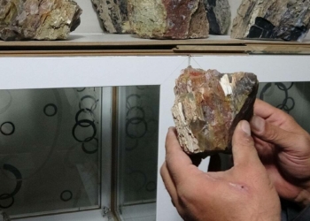 3 ayrı noktada fosil ağaç kalıntısı bulundu
