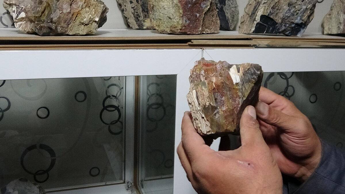 3 ayrı noktada fosil ağaç kalıntısı bulundu