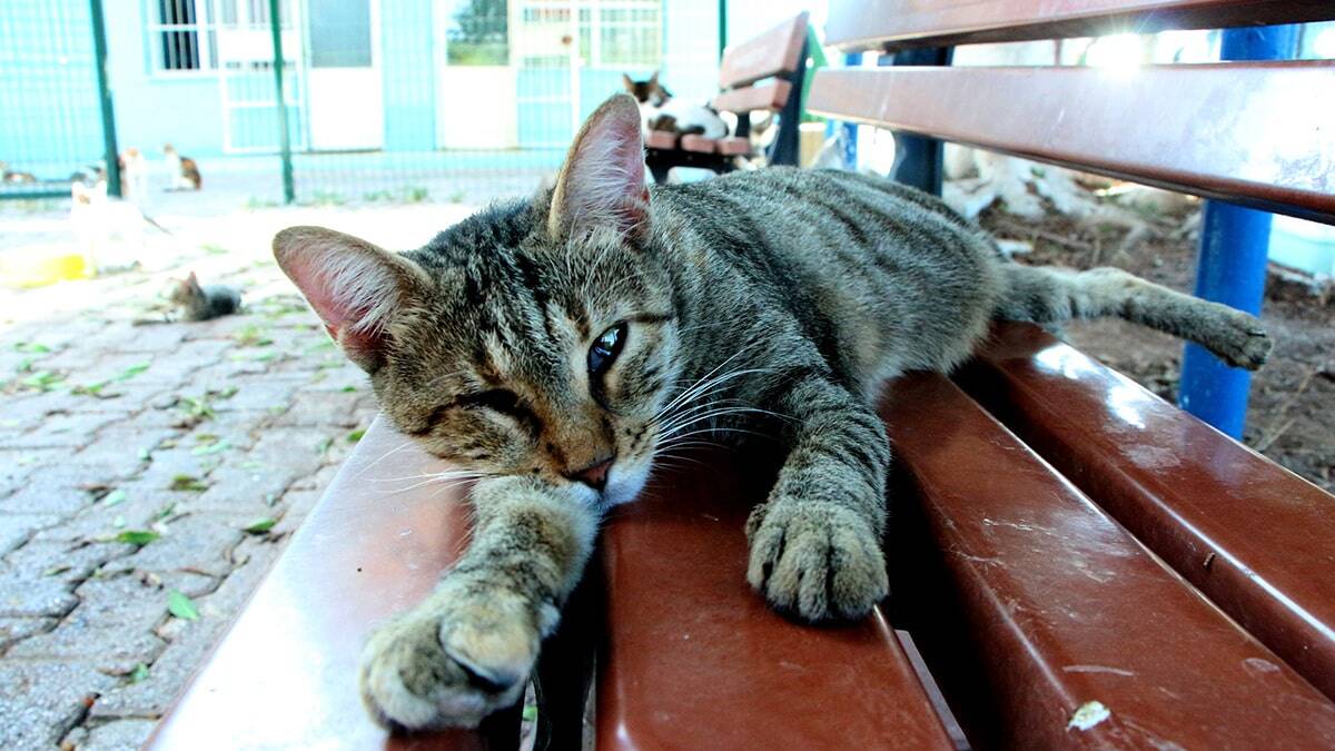 Hayvanlardan asla koronavirüs hastalığı bulaşmaz. Aslında hayvanlar insanların bağışıklık sistemini güçlendiriyor