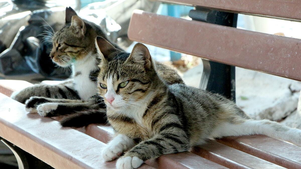 Hayvanlar insanların bağışıklık sistemini güçlendiriyor