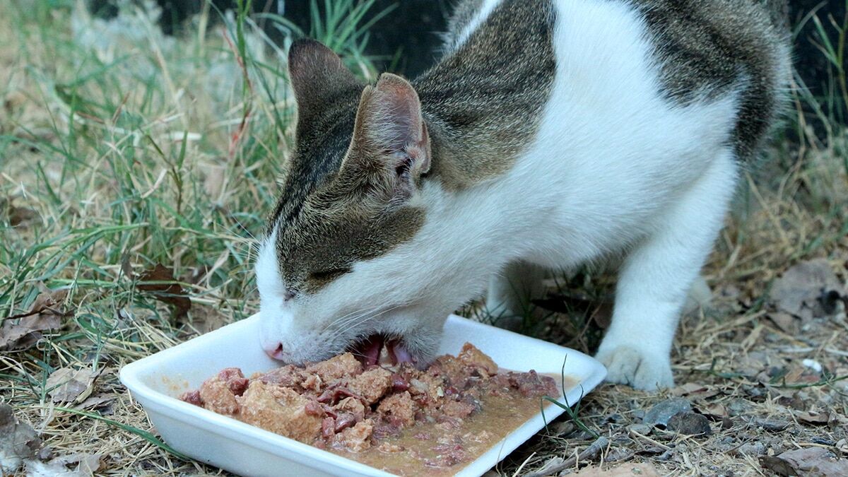 Hayvanlar insanların bağışıklık sistemini güçlendiriyor