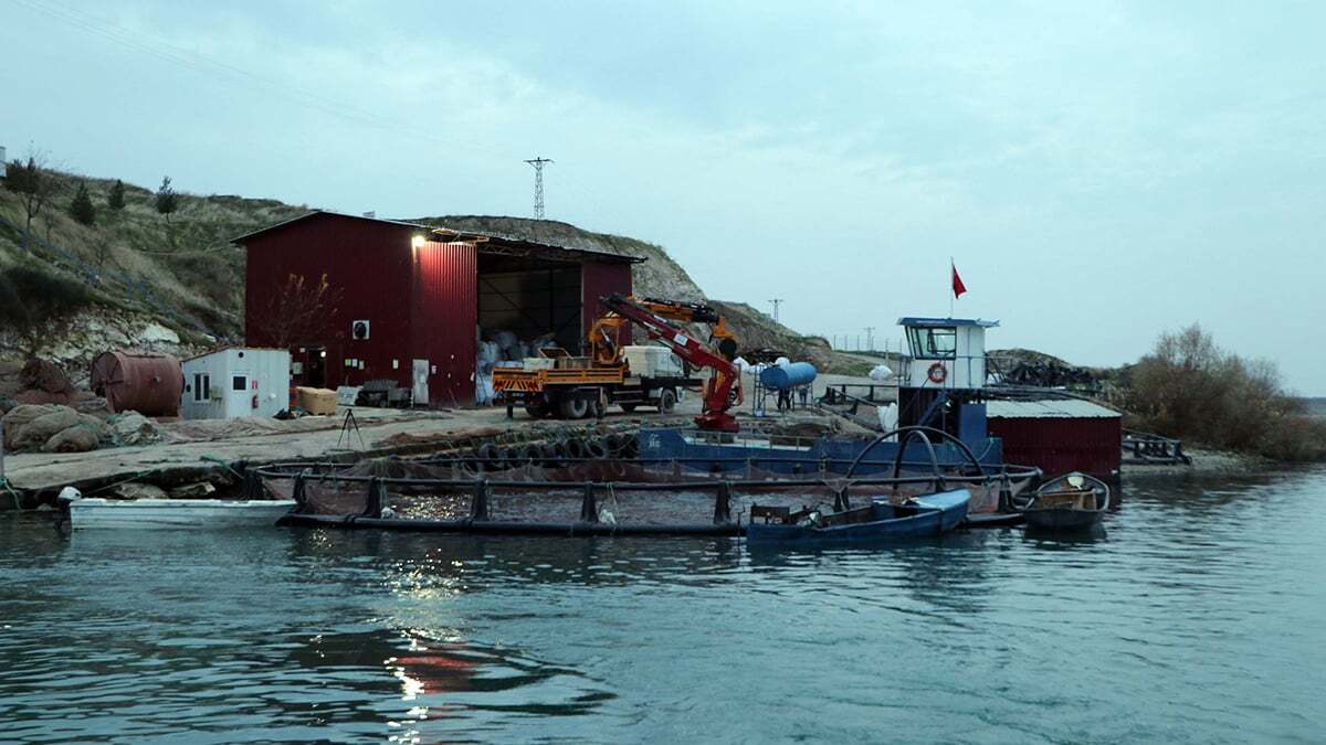 Somon balıkları birçok ülkeye ihraç ediliyor