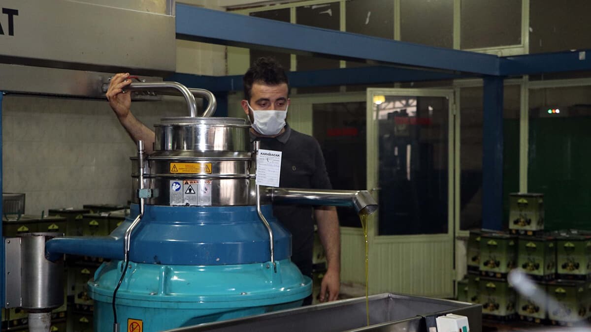 Gaziantep'te zeytin hasadı tamamlanırken, bölgeye yeterli yağış düşmemesi nedeniyle bu yıl rekoltede büyük düşüş oldu.