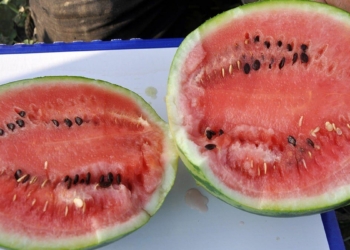 Karpuz dört mevsim hasat ediliyor