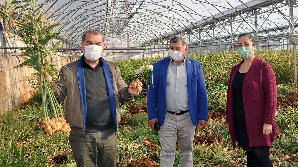 Yerli zencefilin kilosu 70 liraya satılıyor