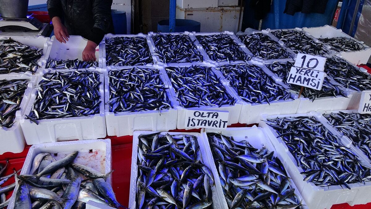 Hamsi sürülerinin daha soğuk olan kuzeye yönelmeye başladığını belirteren balıkçılar bolluğun azalmasından endişe ediyor.