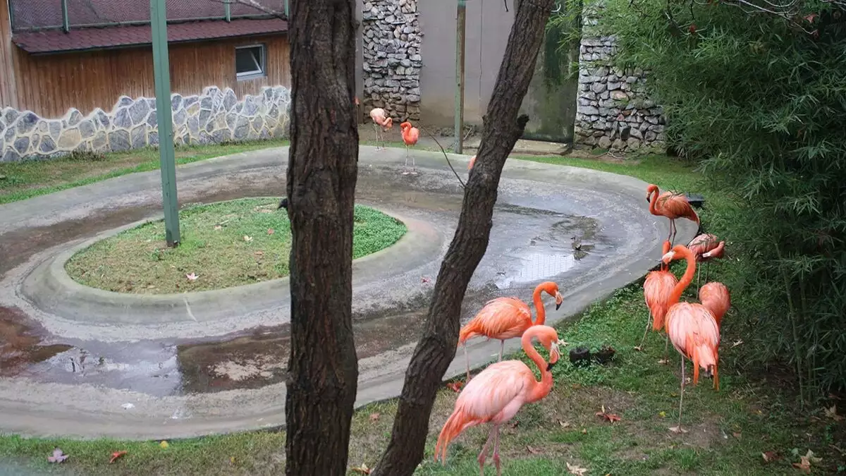 Kocaeli'nin darıca ilçesindeki hayvanat bahçesinde hayvanlar için kış hazırlıkları başladı.