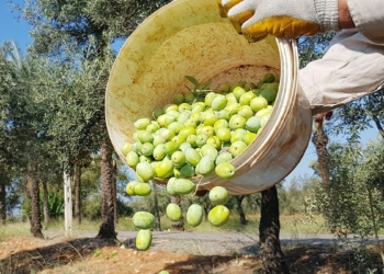 145 bin ton zeytin kayıp