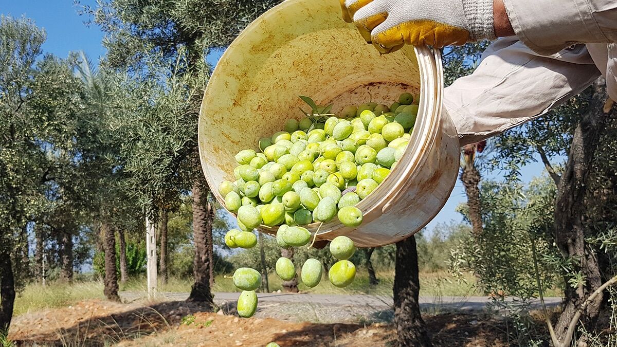 145 bin ton zeytin kayıp