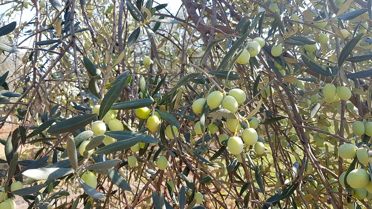 Raporda 145 bin ton zeytin kayıp, zeytinyağında ise 35 bin 562 ton olduğu belirtiliyor.