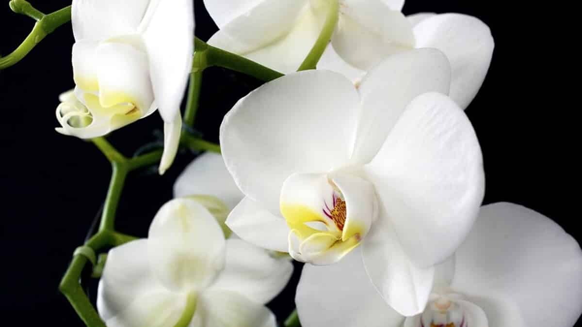 e-ticaret şirketi üzerinden isimsiz hediye ve çiçek gönderenler için yasal düzenleme talebi.